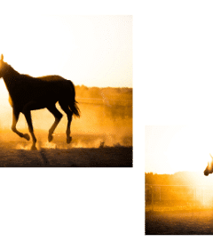 image of horse running in two sizes