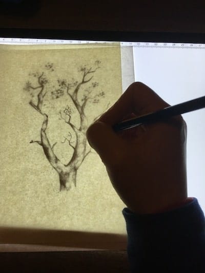 using a light box for a pencil drawing of a tree