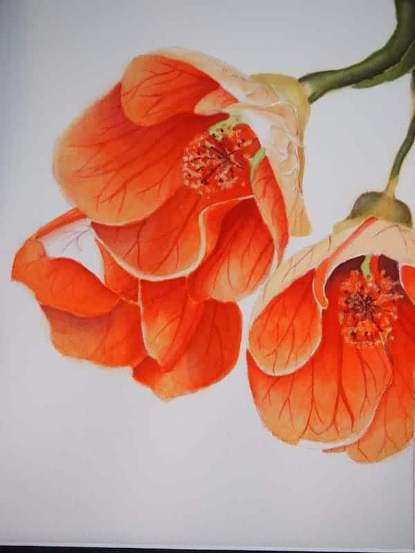 watercolor of orange flowers