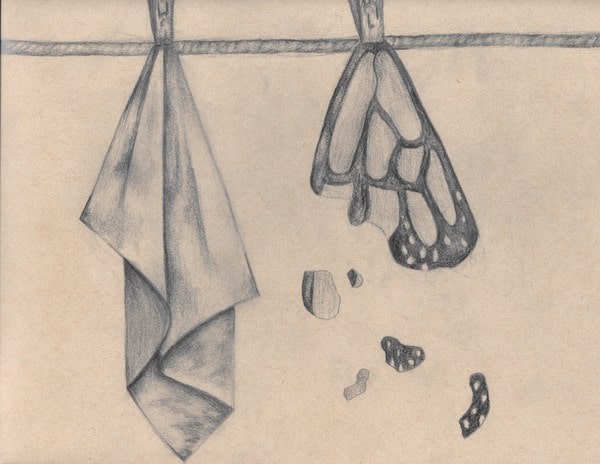 drawing of cloth and butterfly wing hanging to dry