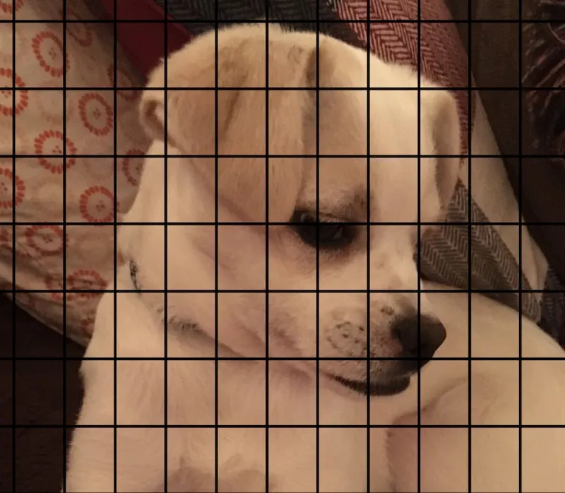 puppy picture with grid for drawing