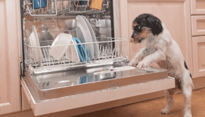 dog and dishwasher