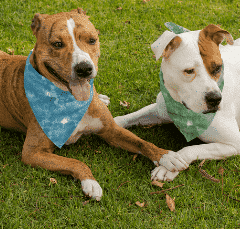 two dogs wearing bandanas