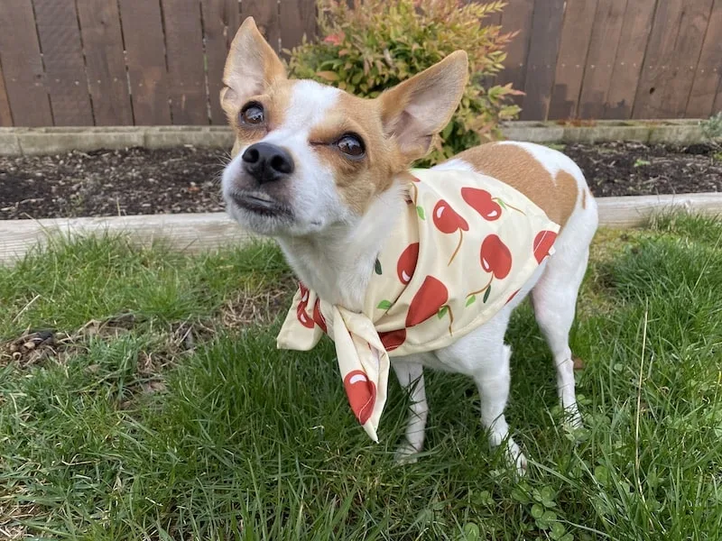 dog in cherry bandana from printful