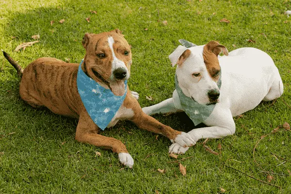 two dog with colored bandanas