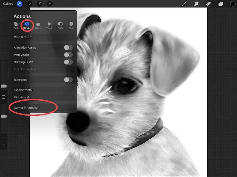 procreate dog drawing canvas information