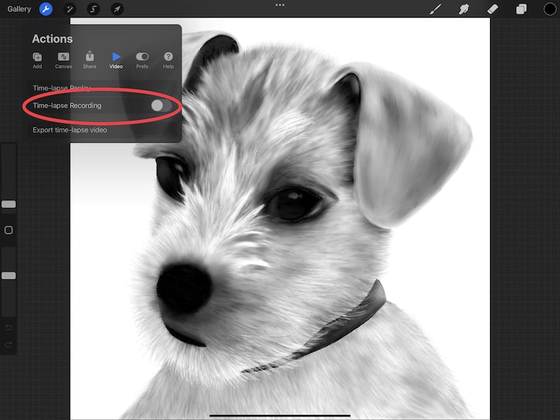 procreate dog drawing disable time lapse