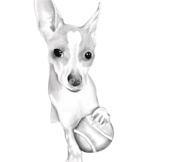 drawing of dog made on procreate