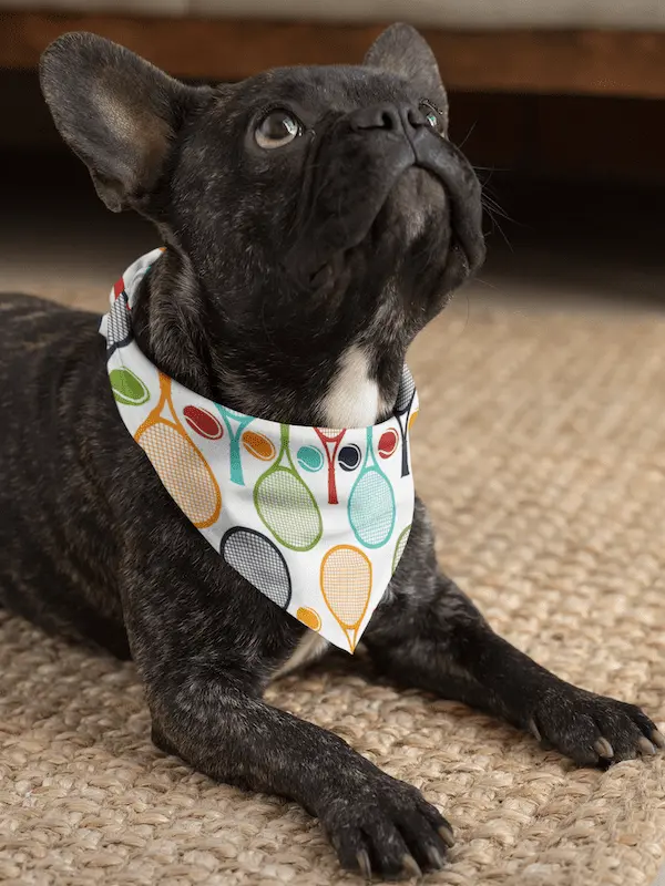 dog bandana mockup