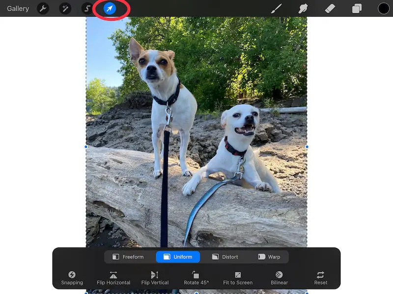 Procreate transform tool