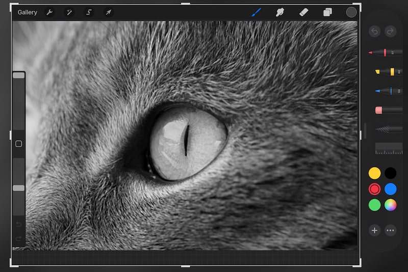 screenshot of an image of a cat