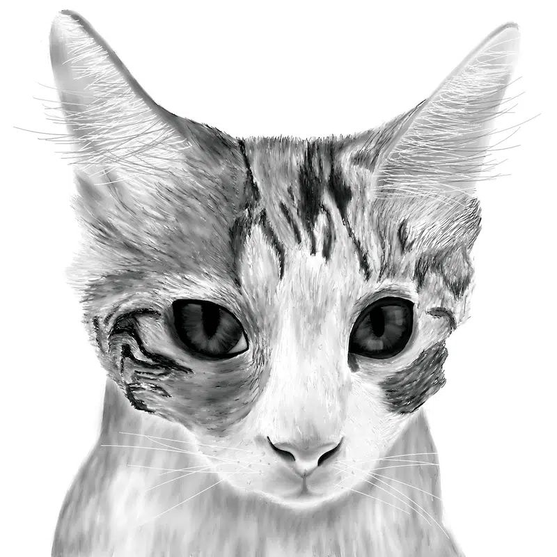 drawing of a cat made with procreate
