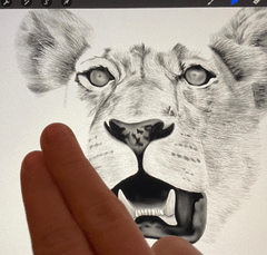 undo gesture on procreate with drawing of a lion