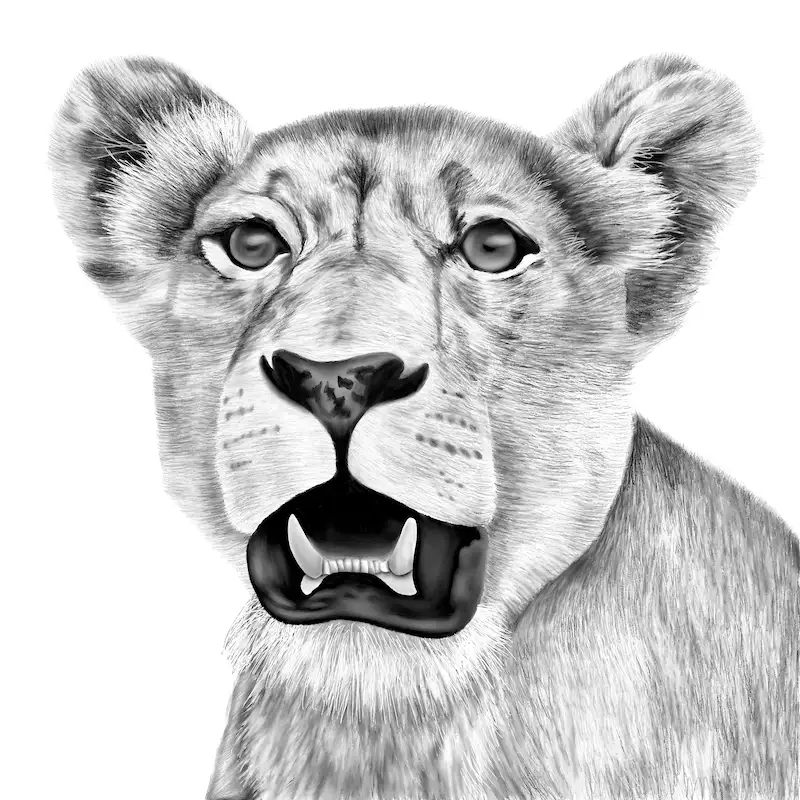 Lion drawing with procreate
