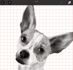dog drawing with grid