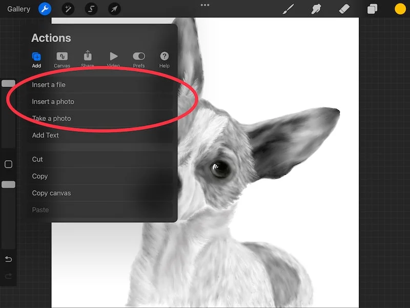 procreate insert options