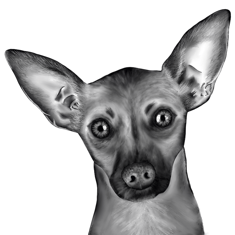 chihuahua dog drawing