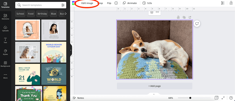 dog on pillow in canva edit image button