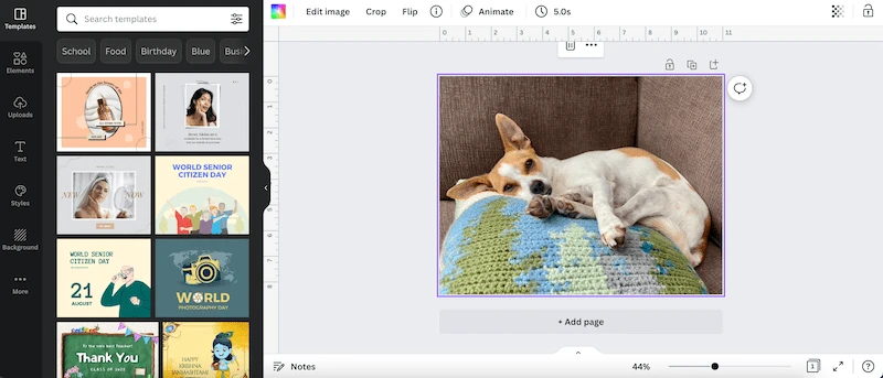 dog on pillow in canva