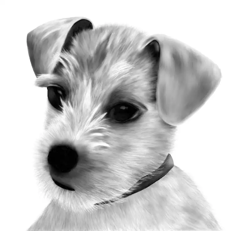 Terrier drawing