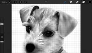 procreate dog drawing with grid