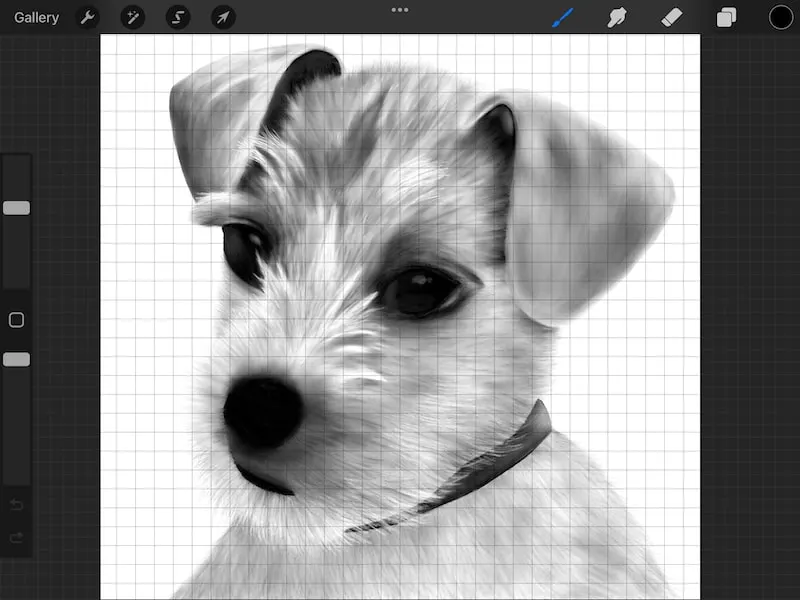 procreate dog drawing with grid2