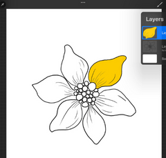 procreate reference layer with flower drawing