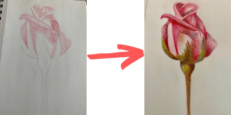 before and after rose colored pencil drawing